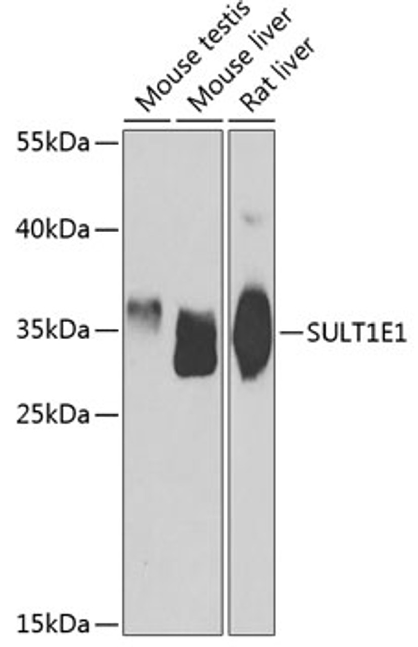 Western blot analysis of extracts of various cell lines, using SULT1E1 antibody (22-950) at 1:1000 dilution.<br/>Secondary antibody: HRP Goat Anti-Rabbit IgG (H+L) at 1:10000 dilution.<br/>Lysates/proteins: 25ug per lane.<br/>Blocking buffer: 3% nonfat dry milk in TBST.<br/>Detection: ECL Basic Kit.<br/>Exposure time: 90s.