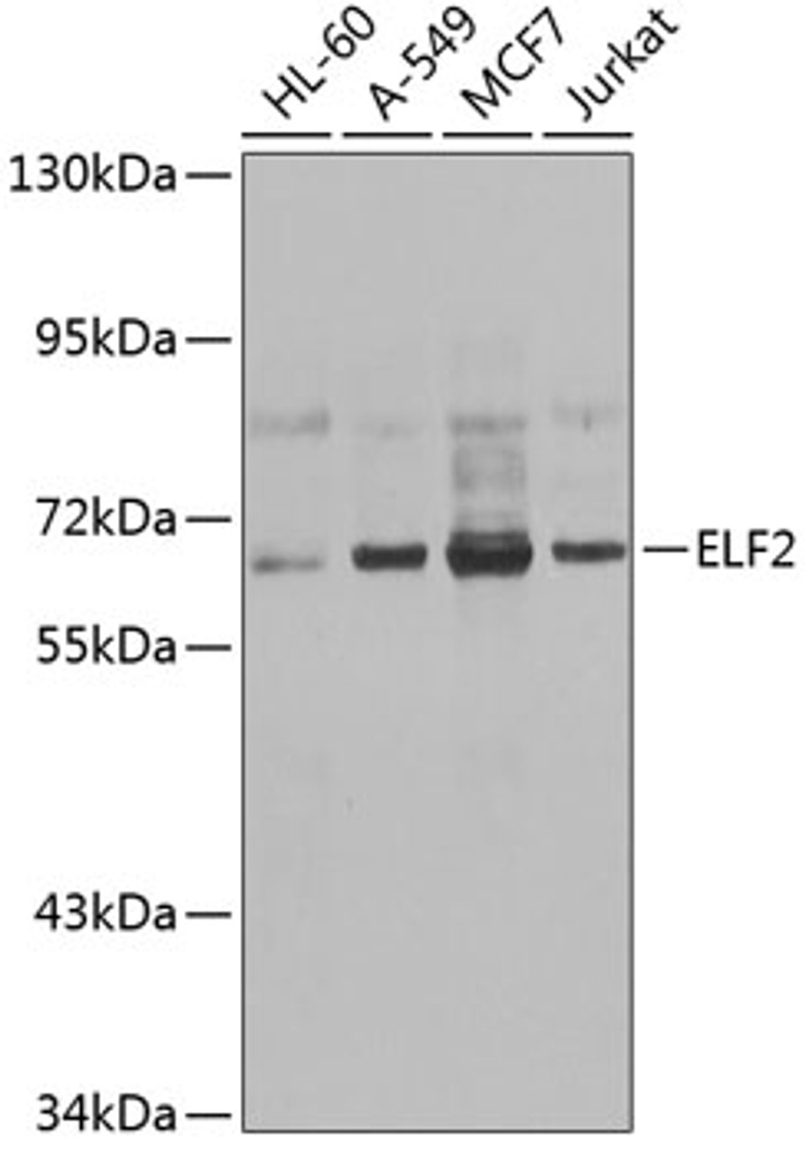 Western blot analysis of extracts of various cell lines, using ELF2 antibody (22-978) at 1:1000 dilution.<br/>Secondary antibody: HRP Goat Anti-Rabbit IgG (H+L) at 1:10000 dilution.<br/>Lysates/proteins: 25ug per lane.<br/>Blocking buffer: 3% nonfat dry milk in TBST.<br/>Detection: ECL Basic Kit.<br/>Exposure time: 1s.