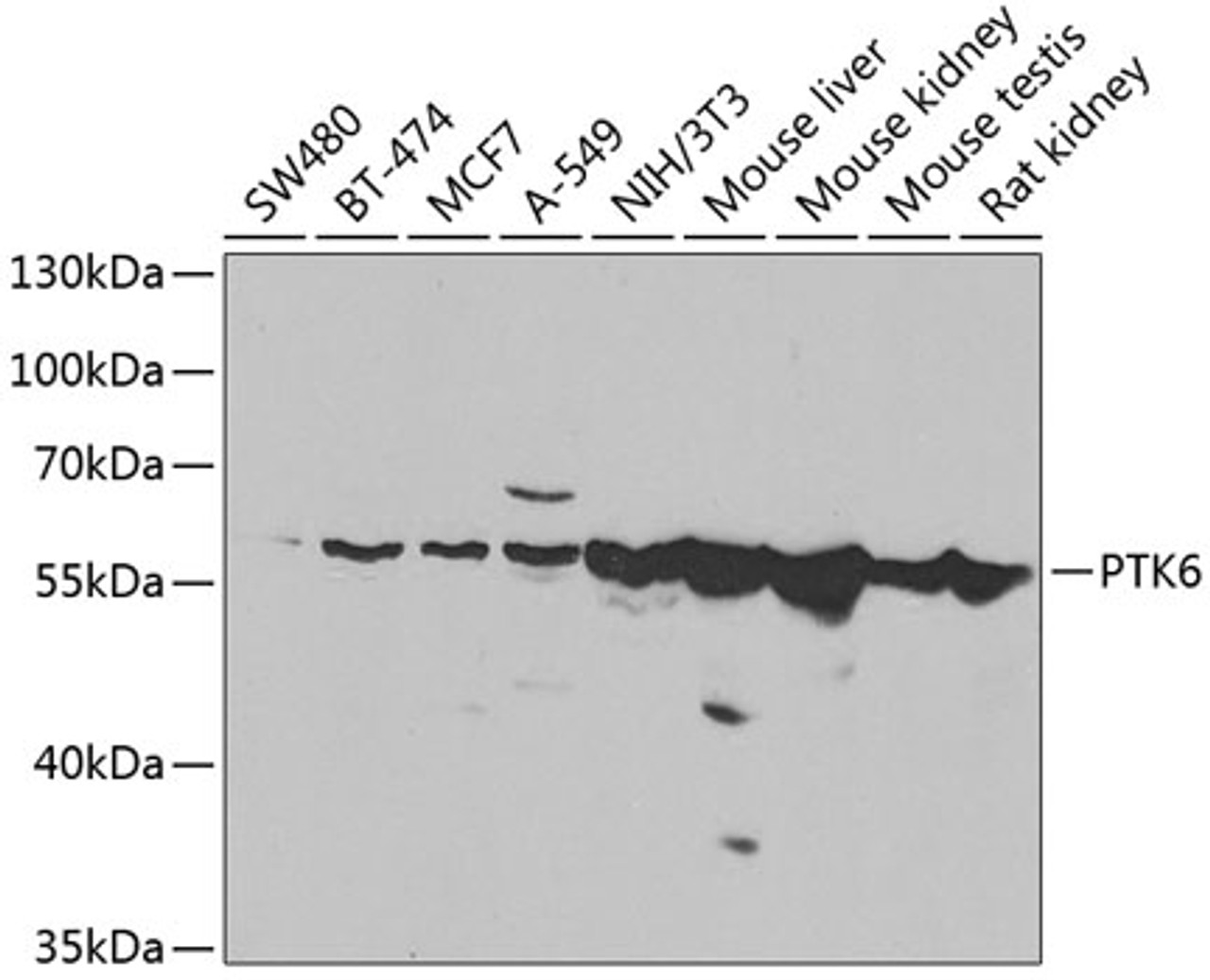 Western blot analysis of extracts of various cell lines, using PTK6 antibody (22-985) at 1:1000 dilution.<br/>Secondary antibody: HRP Goat Anti-Rabbit IgG (H+L) at 1:10000 dilution.<br/>Lysates/proteins: 25ug per lane.<br/>Blocking buffer: 3% nonfat dry milk in TBST.<br/>Detection: ECL Basic Kit.<br/>Exposure time: 90s.