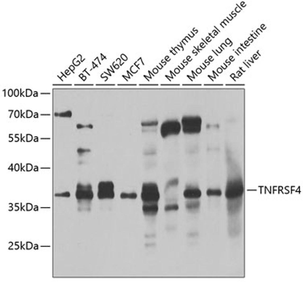 Western blot analysis of extracts of various cell lines, using TNFRSF4 antibody (22-987) at 1:1000 dilution._Secondary antibody: HRP Goat Anti-Rabbit IgG (H+L) at 1:10000 dilution._Lysates/proteins: 25ug per lane._Blocking buffer: 3% nonfat dry milk in TBST._Detection: ECL Enhanced Kit._Exposure time: 30s.