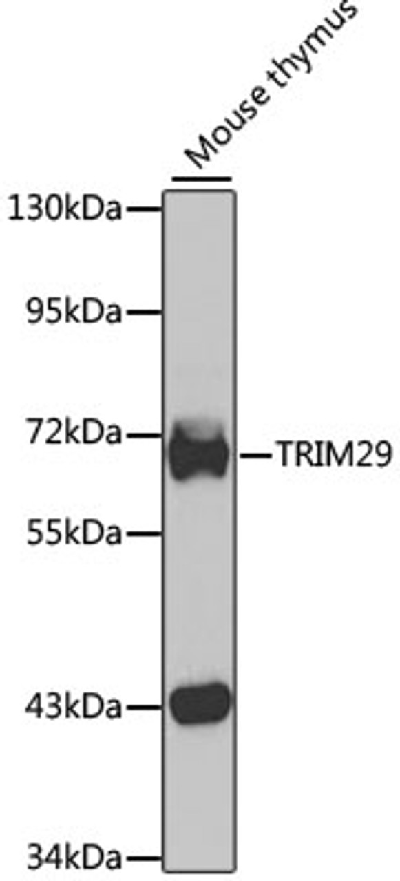 Western blot analysis of extracts of mouse thymus, using TRIM29 antibody (22-993) at 1:1000 dilution.<br/>Secondary antibody: HRP Goat Anti-Rabbit IgG (H+L) at 1:10000 dilution.<br/>Lysates/proteins: 25ug per lane.<br/>Blocking buffer: 3% nonfat dry milk in TBST.<br/>Detection: ECL Basic Kit.<br/>Exposure time: 90s.