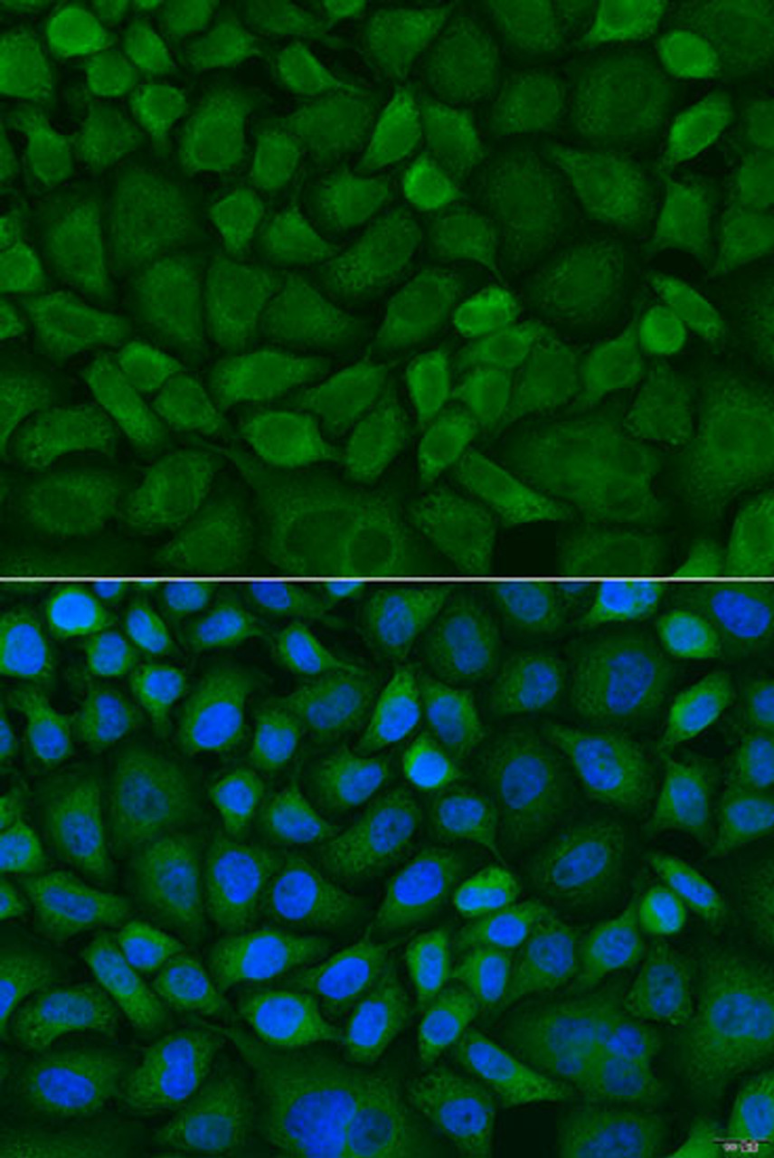 Immunofluorescence analysis of U2OS cells using MT-CO1 antibody (23-008) at dilution of 1:100. Blue: DAPI for nuclear staining.