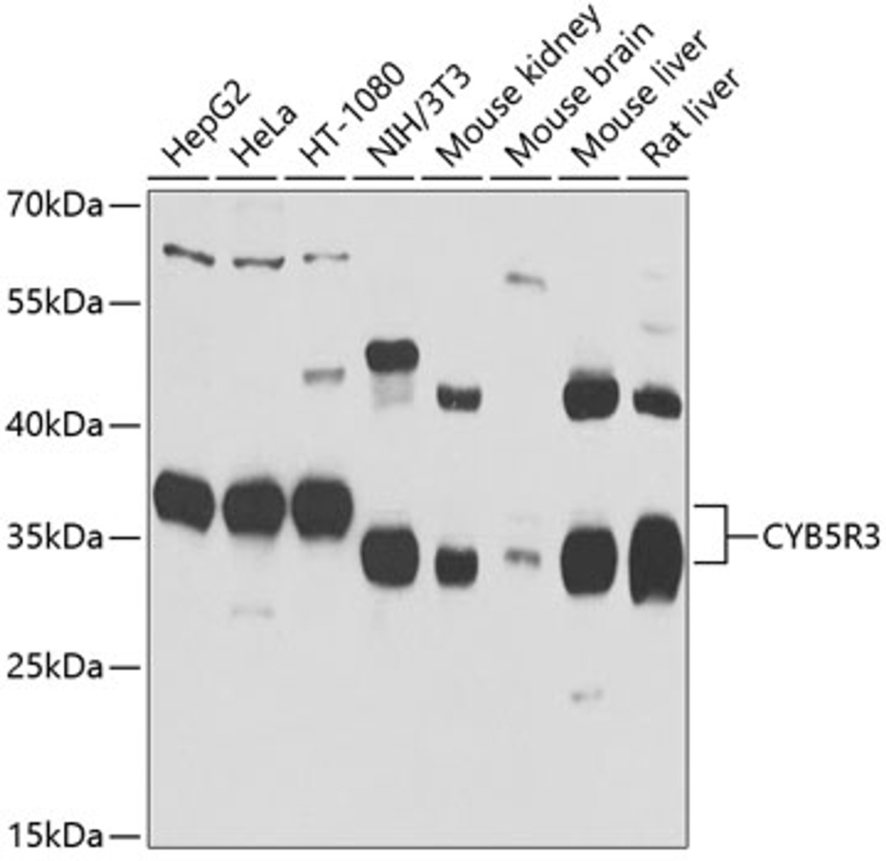 Western blot analysis of extracts of various cell lines, using CYB5R3 antibody (23-012) at 1:1000 dilution.<br/>Secondary antibody: HRP Goat Anti-Rabbit IgG (H+L) at 1:10000 dilution.<br/>Lysates/proteins: 25ug per lane.<br/>Blocking buffer: 3% nonfat dry milk in TBST.<br/>Detection: ECL Basic Kit.<br/>Exposure time: 1s.