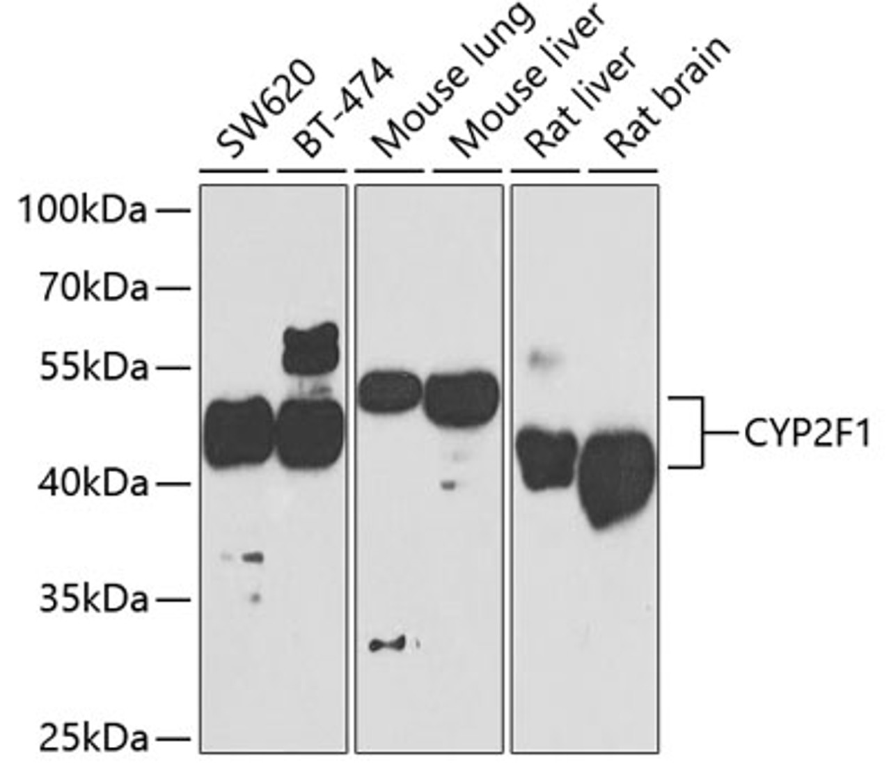 Western blot analysis of extracts of various cell lines, using CYP2F1 antibody (23-021) at 1:1000 dilution.<br/>Secondary antibody: HRP Goat Anti-Rabbit IgG (H+L) at 1:10000 dilution.<br/>Lysates/proteins: 25ug per lane.<br/>Blocking buffer: 3% nonfat dry milk in TBST.<br/>Detection: ECL Basic Kit.<br/>Exposure time: 90s.