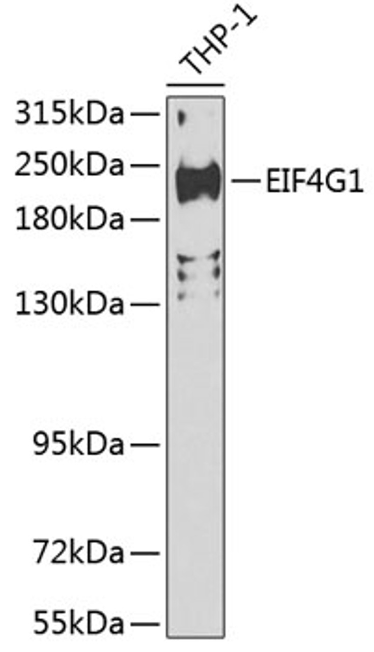 Western blot analysis of extracts of THP-1 cells, using EIF4G1 Antibody (23-023) at 1:200 dilution.<br/>Secondary antibody: HRP Goat Anti-Rabbit IgG (H+L) at 1:10000 dilution.<br/>Lysates/proteins: 25ug per lane.<br/>Blocking buffer: 3% nonfat dry milk in TBST.<br/>Detection: ECL Basic Kit.<br/>Exposure time: 90s.