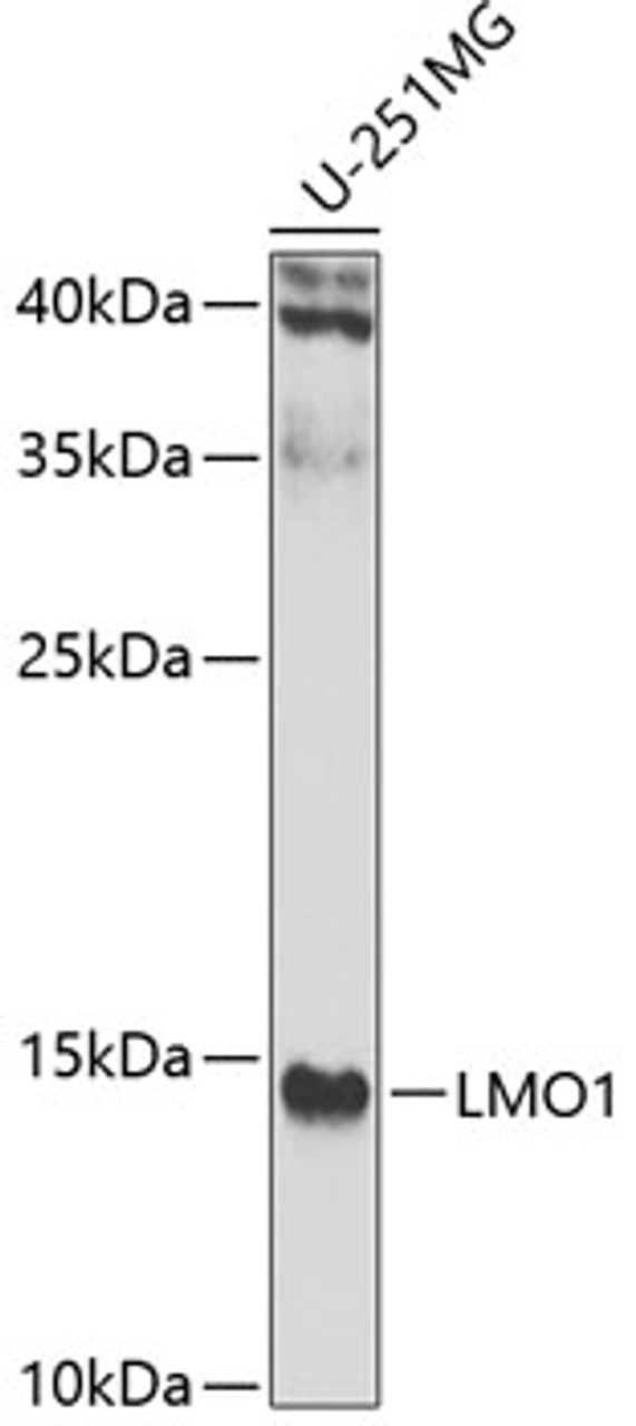 Western blot analysis of extracts of U-251MG cells, using LMO1 antibody (23-028) at 1:1000 dilution.<br/>Secondary antibody: HRP Goat Anti-Rabbit IgG (H+L) at 1:10000 dilution.<br/>Lysates/proteins: 25ug per lane.<br/>Blocking buffer: 3% nonfat dry milk in TBST.<br/>Detection: ECL Enhanced Kit.<br/>Exposure time: 90s.