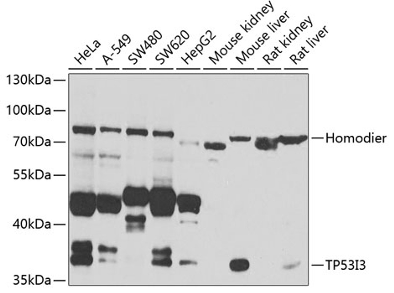 Western blot analysis of extracts of various cell lines, using TP53I3 antibody (23-037) at 1:1000 dilution.<br/>Secondary antibody: HRP Goat Anti-Rabbit IgG (H+L) at 1:10000 dilution.<br/>Lysates/proteins: 25ug per lane.<br/>Blocking buffer: 3% nonfat dry milk in TBST.<br/>Detection: ECL Basic Kit.<br/>Exposure time: 90s.
