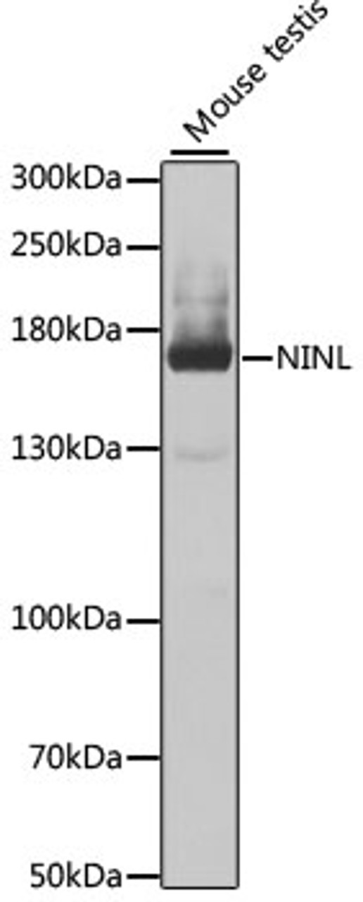 Western blot analysis of extracts of mouse testis, using NINL antibody (23-042) at 1:1000 dilution.<br/>Secondary antibody: HRP Goat Anti-Rabbit IgG (H+L) at 1:10000 dilution.<br/>Lysates/proteins: 25ug per lane.<br/>Blocking buffer: 3% nonfat dry milk in TBST.<br/>Detection: ECL Basic Kit.<br/>Exposure time: 30s.