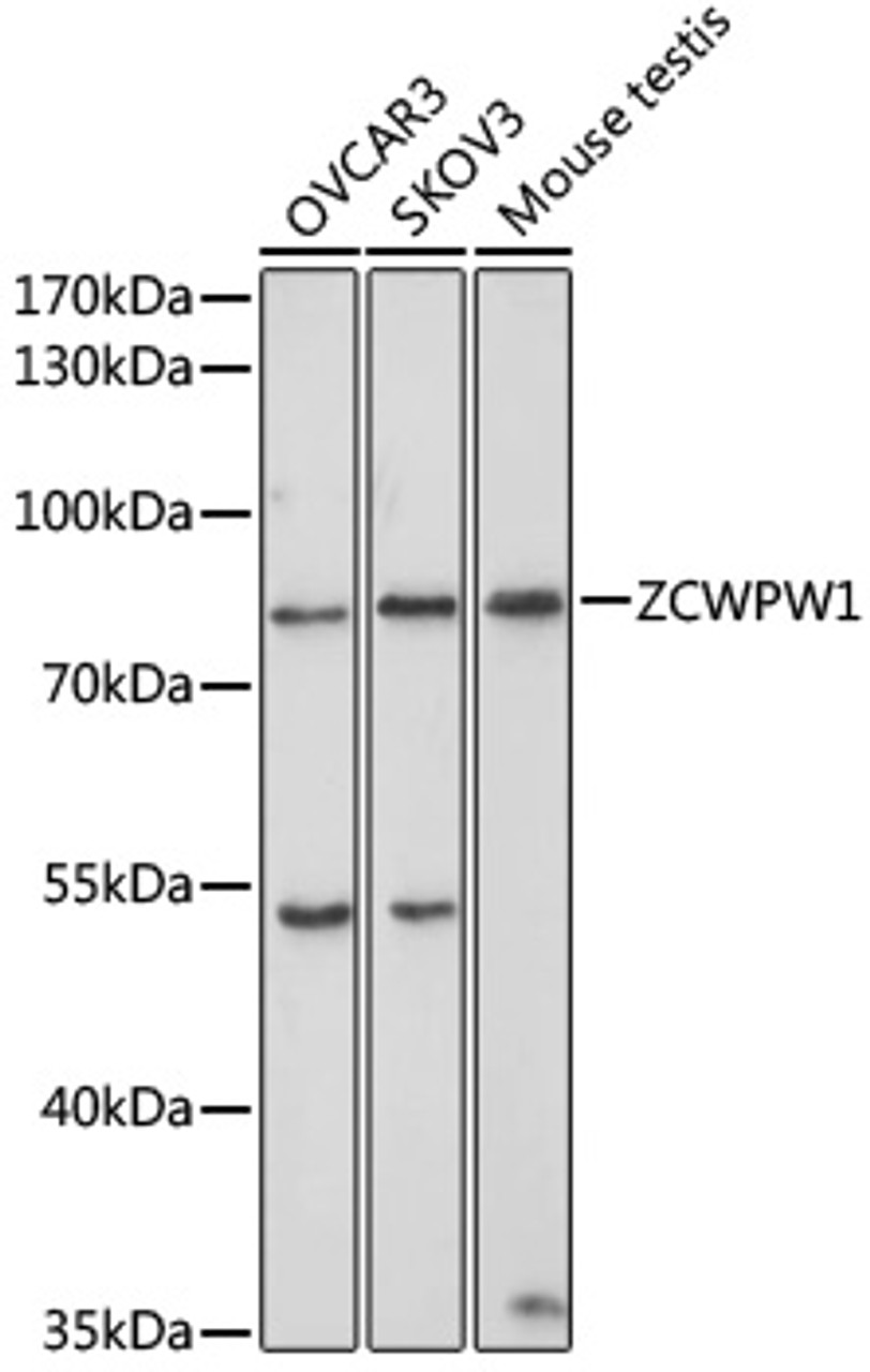 Western blot analysis of extracts of various cell lines, using ZCWPW1 antibody (23-047) at 1:1000 dilution.<br/>Secondary antibody: HRP Goat Anti-Rabbit IgG (H+L) at 1:10000 dilution.<br/>Lysates/proteins: 25ug per lane.<br/>Blocking buffer: 3% nonfat dry milk in TBST.<br/>Detection: ECL Basic Kit.<br/>Exposure time: 30s.