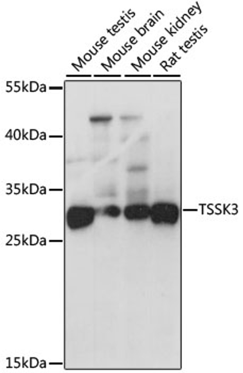 Western blot analysis of extracts of various cell lines, using TSSK3 antibody (23-051) at 1:1000 dilution.<br/>Secondary antibody: HRP Goat Anti-Rabbit IgG (H+L) at 1:10000 dilution.<br/>Lysates/proteins: 25ug per lane.<br/>Blocking buffer: 3% nonfat dry milk in TBST.<br/>Detection: ECL Basic Kit.<br/>Exposure time: 1s.