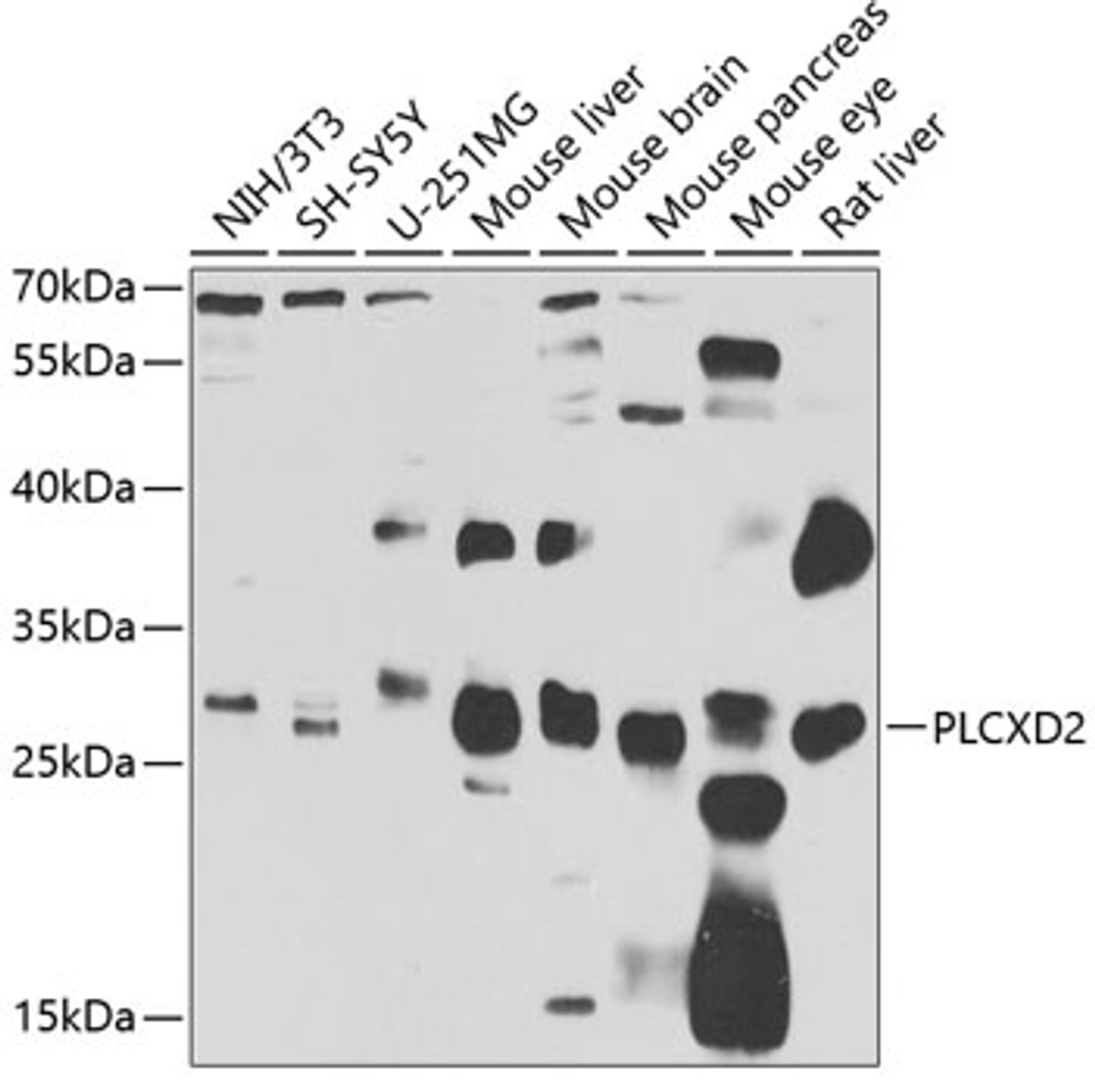 Western blot analysis of extracts of various cell lines, using PLCXD2 antibody (23-057) at 1:1000 dilution.<br/>Secondary antibody: HRP Goat Anti-Rabbit IgG (H+L) at 1:10000 dilution.<br/>Lysates/proteins: 25ug per lane.<br/>Blocking buffer: 3% nonfat dry milk in TBST.<br/>Detection: ECL Basic Kit.<br/>Exposure time: 90s.