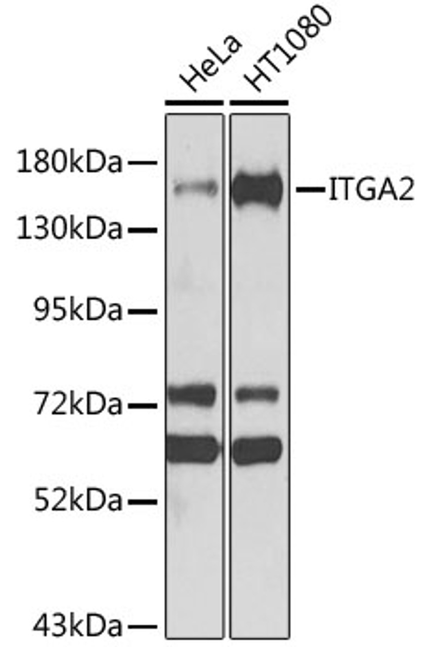 Western blot analysis of extracts of various cell lines, using ITGA2 antibody (23-063) at 1:1000 dilution.<br/>Secondary antibody: HRP Goat Anti-Rabbit IgG (H+L) at 1:10000 dilution.<br/>Lysates/proteins: 25ug per lane.<br/>Blocking buffer: 3% nonfat dry milk in TBST.<br/>Detection: ECL Basic Kit.<br/>Exposure time: 15s.