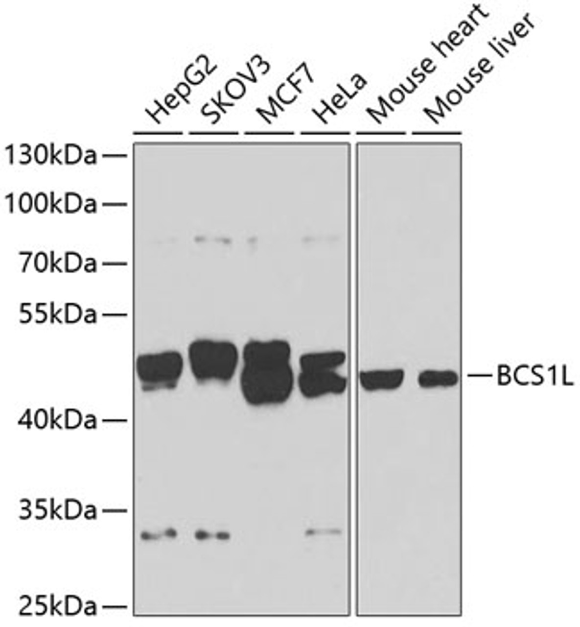 Western blot analysis of extracts of various cell lines, using BCS1L antibody (23-078) at 1:1000 dilution.<br/>Secondary antibody: HRP Goat Anti-Rabbit IgG (H+L) at 1:10000 dilution.<br/>Lysates/proteins: 25ug per lane.<br/>Blocking buffer: 3% nonfat dry milk in TBST.<br/>Detection: ECL Basic Kit.<br/>Exposure time: 30s.