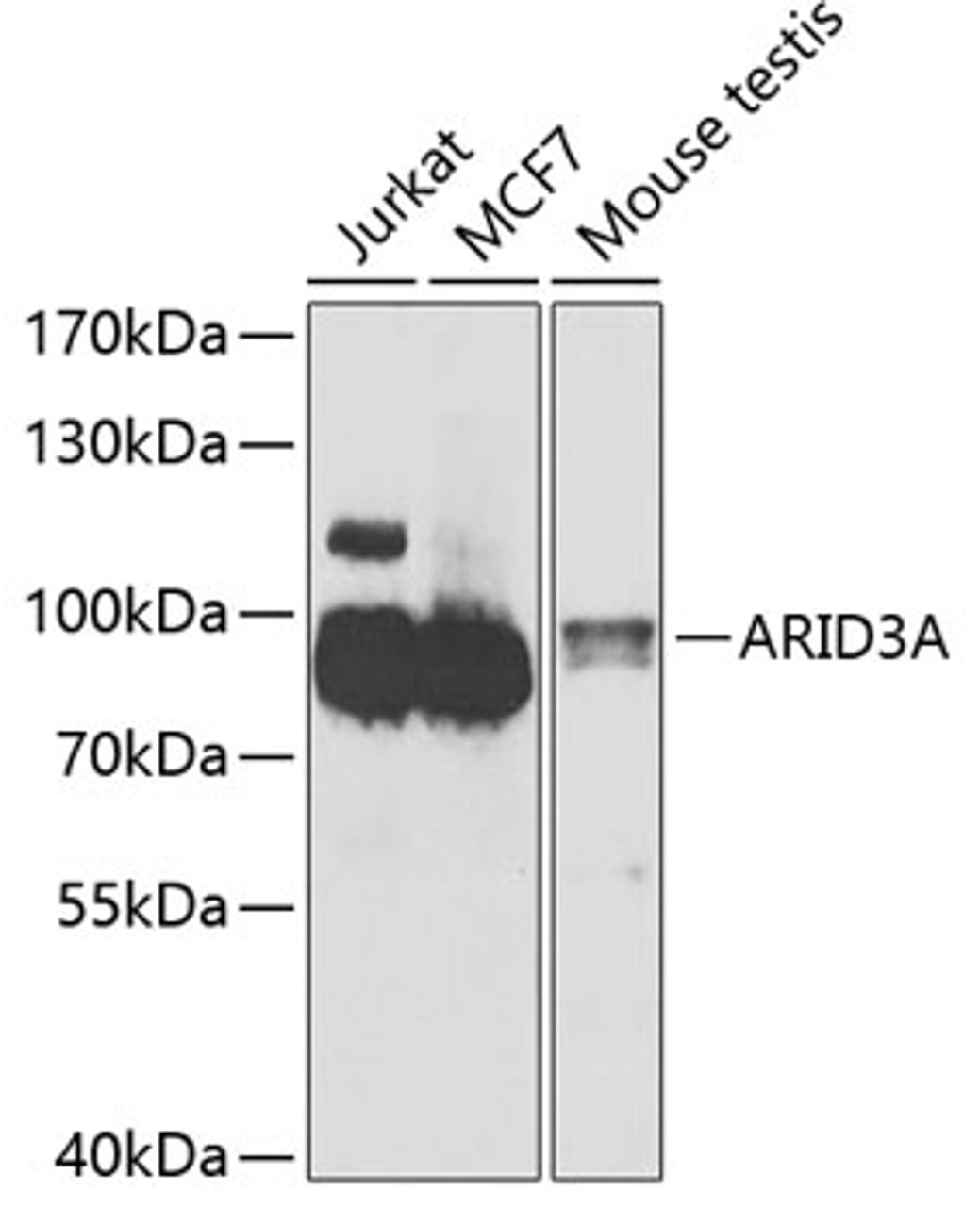 Western blot analysis of extracts of various cell lines, using ARID3A antibody (23-092) at 1:1000 dilution.<br/>Secondary antibody: HRP Goat Anti-Rabbit IgG (H+L) at 1:10000 dilution.<br/>Lysates/proteins: 25ug per lane.<br/>Blocking buffer: 3% nonfat dry milk in TBST.<br/>Detection: ECL Basic Kit.<br/>Exposure time: 90s.