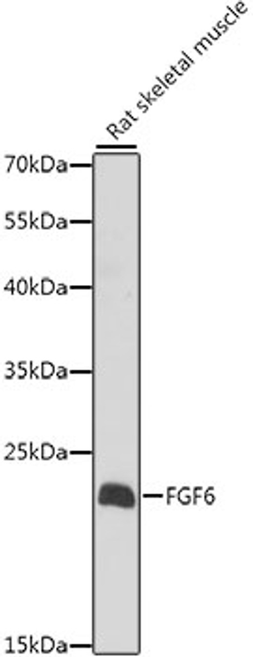 Western blot analysis of extracts of Rat skeletal muscle, using FGF6 antibody (23-095) at 1:1000 dilution.<br/>Secondary antibody: HRP Goat Anti-Rabbit IgG (H+L) at 1:10000 dilution.<br/>Lysates/proteins: 25ug per lane.<br/>Blocking buffer: 3% nonfat dry milk in TBST.<br/>Detection: ECL Basic Kit.<br/>Exposure time: 30s.