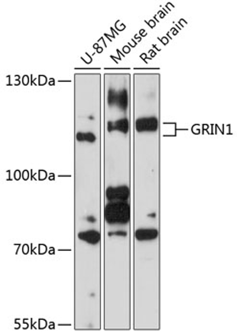 Western blot analysis of extracts of various cell lines, using GRIN1 antibody (23-099) at 1:1000 dilution.<br/>Secondary antibody: HRP Goat Anti-Rabbit IgG (H+L) at 1:10000 dilution.<br/>Lysates/proteins: 25ug per lane.<br/>Blocking buffer: 3% nonfat dry milk in TBST.<br/>Detection: ECL Basic Kit.<br/>Exposure time: 90s.