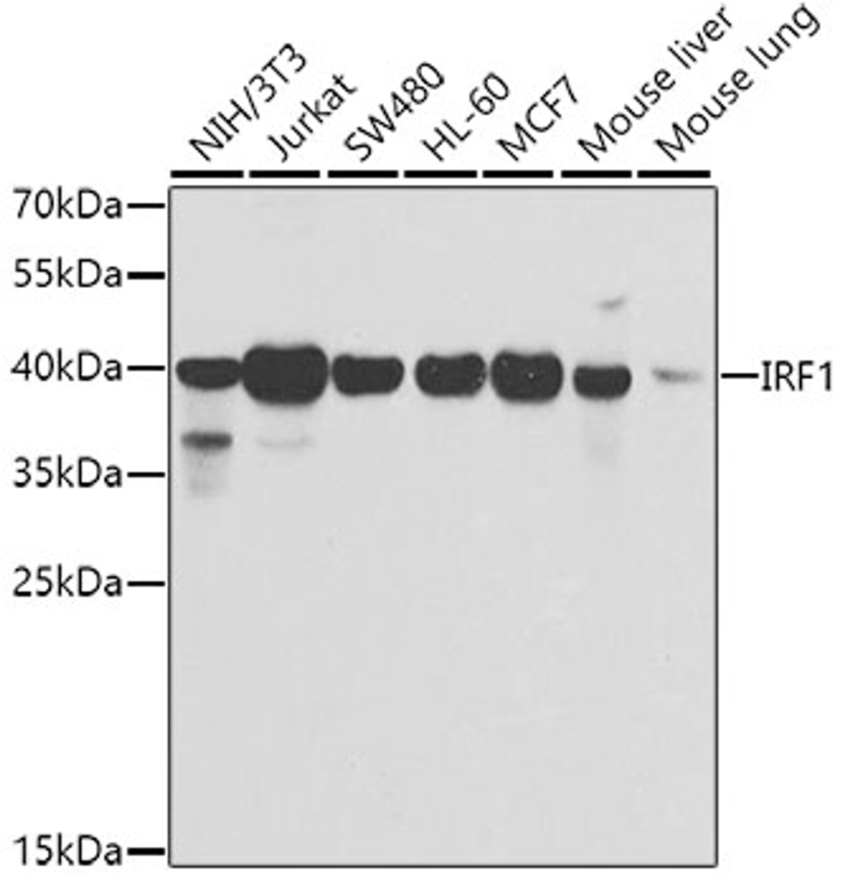 Western blot analysis of extracts of various cell lines, using IRF1 antibody (23-112) at 1:500 dilution.<br/>Secondary antibody: HRP Goat Anti-Rabbit IgG (H+L) at 1:10000 dilution.<br/>Lysates/proteins: 25ug per lane.<br/>Blocking buffer: 3% nonfat dry milk in TBST.<br/>Detection: ECL Enhanced Kit.<br/>Exposure time: 90s.