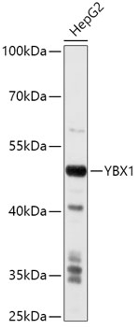 Western blot analysis of extracts of HepG2 cells, using YBX1 antibody (23-119) at 1:1000 dilution.<br/>Secondary antibody: HRP Goat Anti-Rabbit IgG (H+L) at 1:10000 dilution.<br/>Lysates/proteins: 25ug per lane.<br/>Blocking buffer: 3% nonfat dry milk in TBST.<br/>Detection: ECL Basic Kit.<br/>Exposure time: 10s.