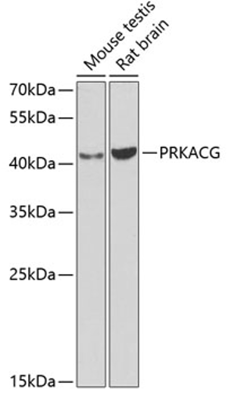 Western blot analysis of extracts of various cell lines, using PRKACG antibody (23-124) at 1:1000 dilution.<br/>Secondary antibody: HRP Goat Anti-Rabbit IgG (H+L) at 1:10000 dilution.<br/>Lysates/proteins: 25ug per lane.<br/>Blocking buffer: 3% nonfat dry milk in TBST.<br/>Detection: ECL Basic Kit.<br/>Exposure time: 90s.