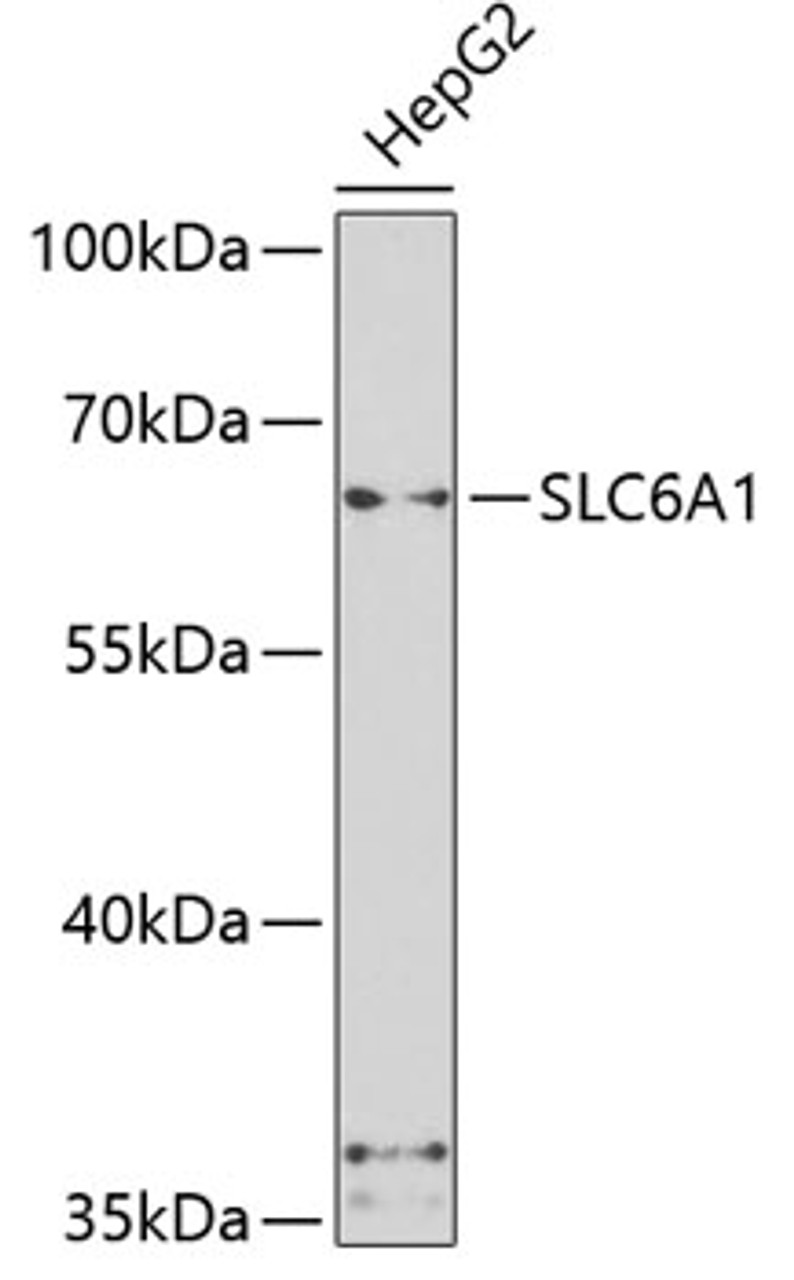 Western blot analysis of extracts of HepG2 cells, using SLC6A1 antibody (23-138) at 1:500 dilution.<br/>Secondary antibody: HRP Goat Anti-Rabbit IgG (H+L) at 1:10000 dilution.<br/>Lysates/proteins: 25ug per lane.<br/>Blocking buffer: 3% nonfat dry milk in TBST.<br/>Detection: ECL Basic Kit.<br/>Exposure time: 90s.