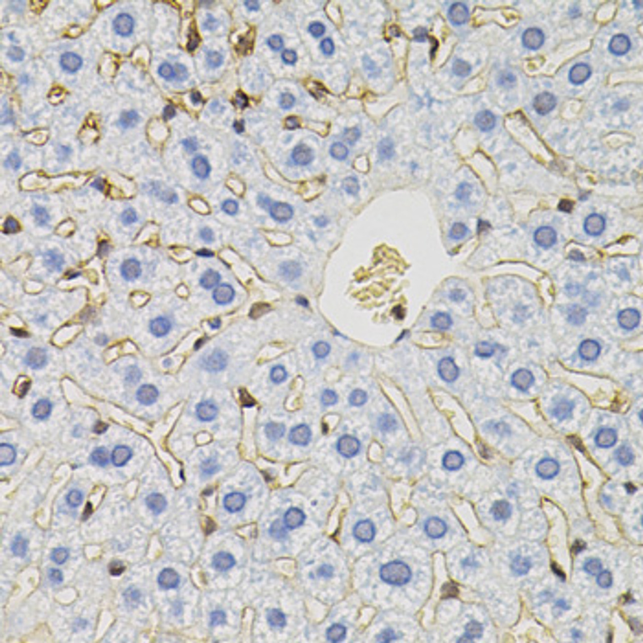 Immunohistochemistry of paraffin-embedded mouse liver using SLC6A1 antibody (23-138) (40x lens) .