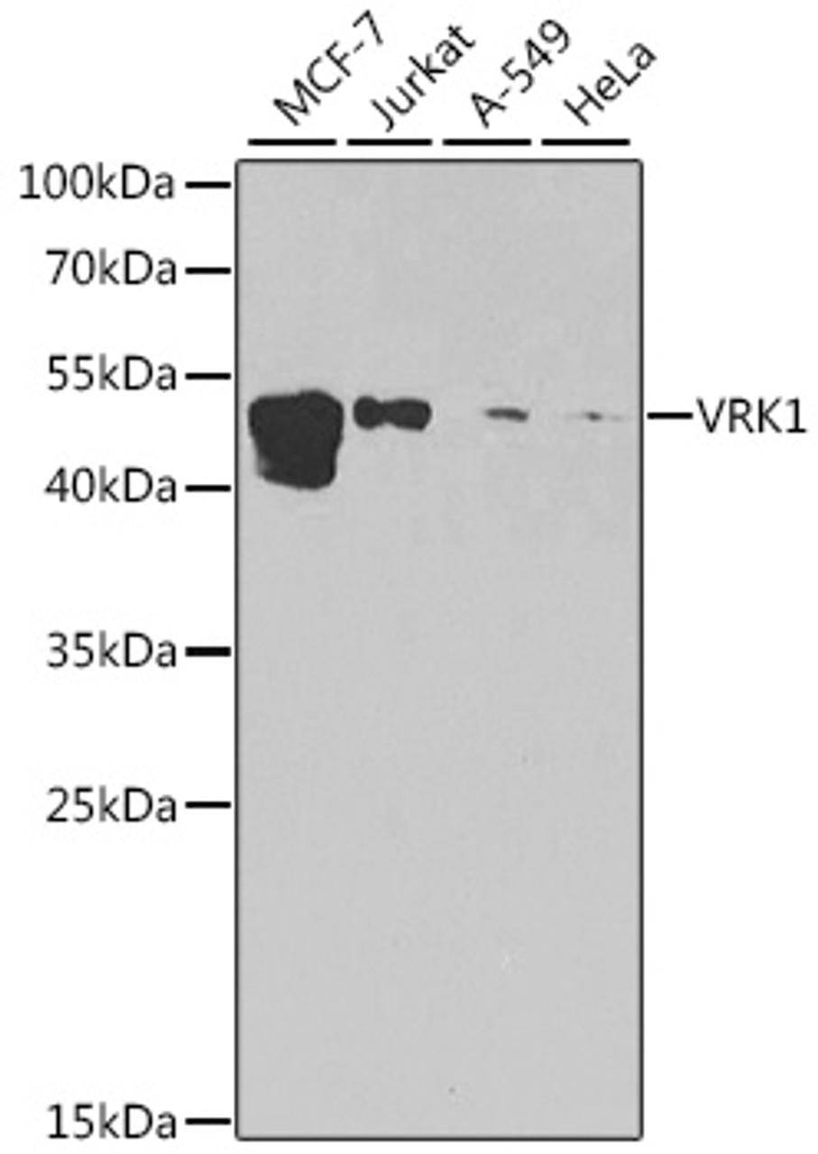 Western blot analysis of extracts of various cell lines, using VRK1 antibody (23-150) at 1:1000 dilution.<br/>Secondary antibody: HRP Goat Anti-Rabbit IgG (H+L) at 1:10000 dilution.<br/>Lysates/proteins: 25ug per lane.<br/>Blocking buffer: 3% nonfat dry milk in TBST.<br/>Detection: ECL Enhanced Kit.<br/>Exposure time: 90s.
