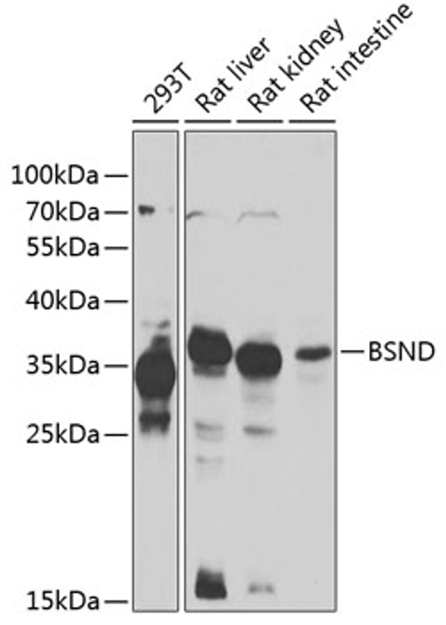 Western blot analysis of extracts of various cell lines, using BSND antibody (23-152) at 1:1000 dilution.<br/>Secondary antibody: HRP Goat Anti-Rabbit IgG (H+L) at 1:10000 dilution.<br/>Lysates/proteins: 25ug per lane.<br/>Blocking buffer: 3% nonfat dry milk in TBST.<br/>Detection: ECL Enhanced Kit.<br/>Exposure time: 60s.