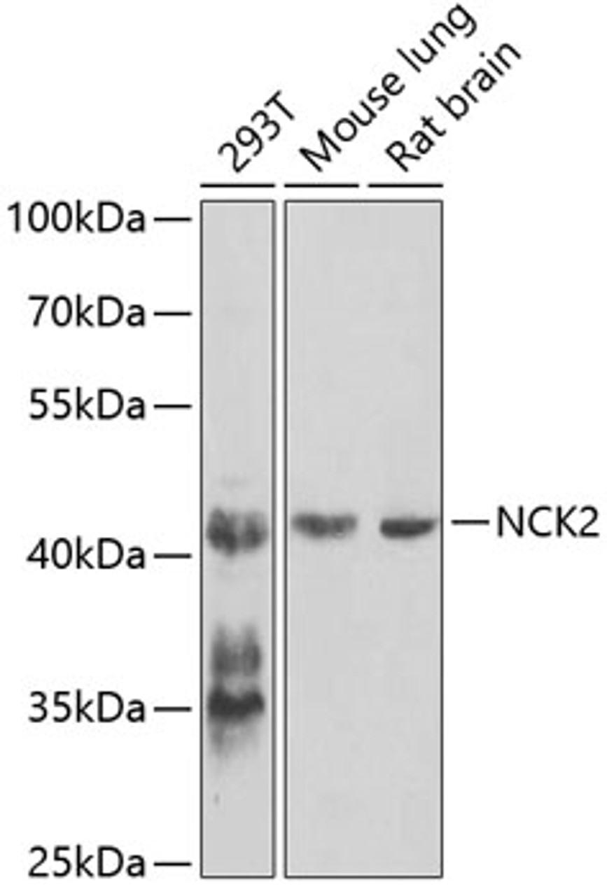 Western blot analysis of extracts of various cell lines, using NCK2 antibody (23-155) at 1:1000 dilution._Secondary antibody: HRP Goat Anti-Rabbit IgG (H+L) at 1:10000 dilution._Lysates/proteins: 25ug per lane._Blocking buffer: 3% nonfat dry milk in TBST._Detection: ECL Enhanced Kit._Exposure time: 90s.