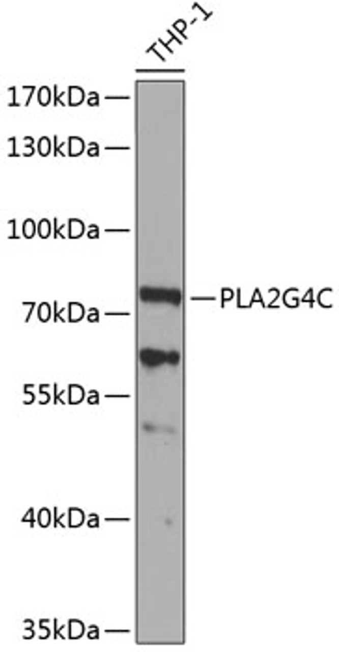 Western blot analysis of extracts of THP-1 cells, using PLA2G4C antibody (23-158) at 1:1000 dilution.<br/>Secondary antibody: HRP Goat Anti-Rabbit IgG (H+L) at 1:10000 dilution.<br/>Lysates/proteins: 25ug per lane.<br/>Blocking buffer: 3% nonfat dry milk in TBST.<br/>Detection: ECL Basic Kit.<br/>Exposure time: 90s.