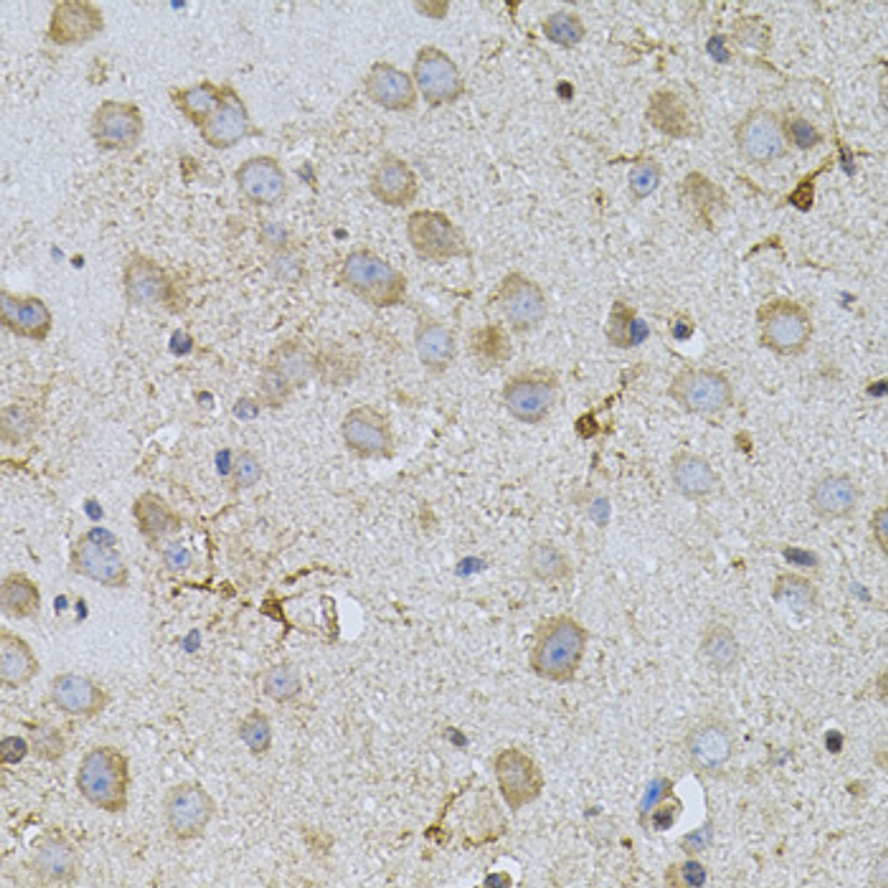 Immunohistochemistry of paraffin-embedded mouse brain using NAT8 antibody (23-163) (40x lens) .