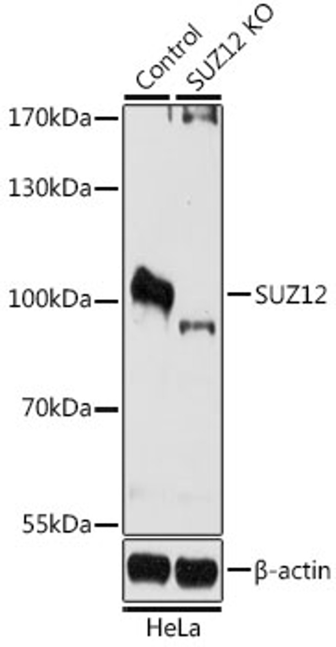 Western blot analysis of extracts from normal (control) and SUZ12 knockout (KO) HeLa cells, using SUZ12 antibody (23-183) at 1:1000 dilution.<br/>Secondary antibody: HRP Goat Anti-Rabbit IgG (H+L) at 1:10000 dilution.<br/>Lysates/proteins: 25ug per lane.<br/>Blocking buffer: 3% nonfat dry milk in TBST.<br/>Detection: ECL Basic Kit.<br/>Exposure time: 90s.