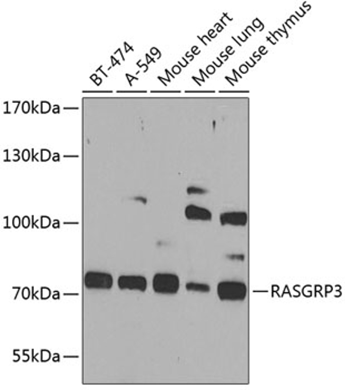 Western blot analysis of extracts of various cell lines, using RASGRP3 antibody (23-186) at 1:1000 dilution.<br/>Secondary antibody: HRP Goat Anti-Rabbit IgG (H+L) at 1:10000 dilution.<br/>Lysates/proteins: 25ug per lane.<br/>Blocking buffer: 3% nonfat dry milk in TBST.<br/>Detection: ECL Enhanced Kit.<br/>Exposure time: 90s.