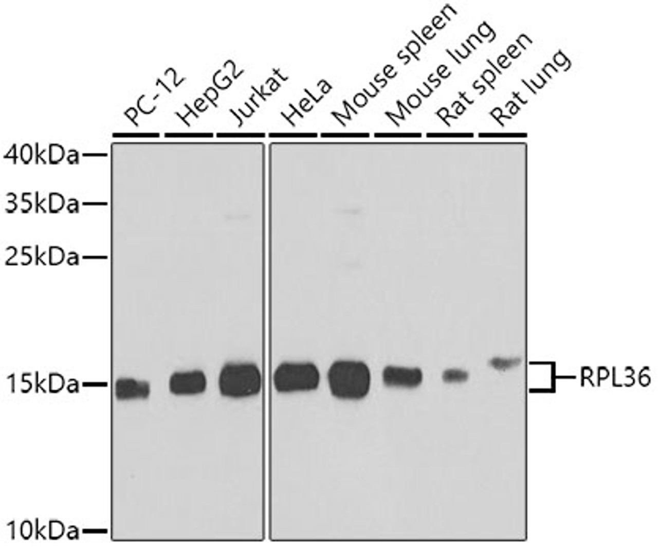 Western blot analysis of extracts of various cell lines, using RPL36 antibody (23-188) at 1:1000 dilution.<br/>Secondary antibody: HRP Goat Anti-Rabbit IgG (H+L) at 1:10000 dilution.<br/>Lysates/proteins: 25ug per lane.<br/>Blocking buffer: 3% nonfat dry milk in TBST.<br/>Detection: ECL Basic Kit.<br/>Exposure time: 10s.