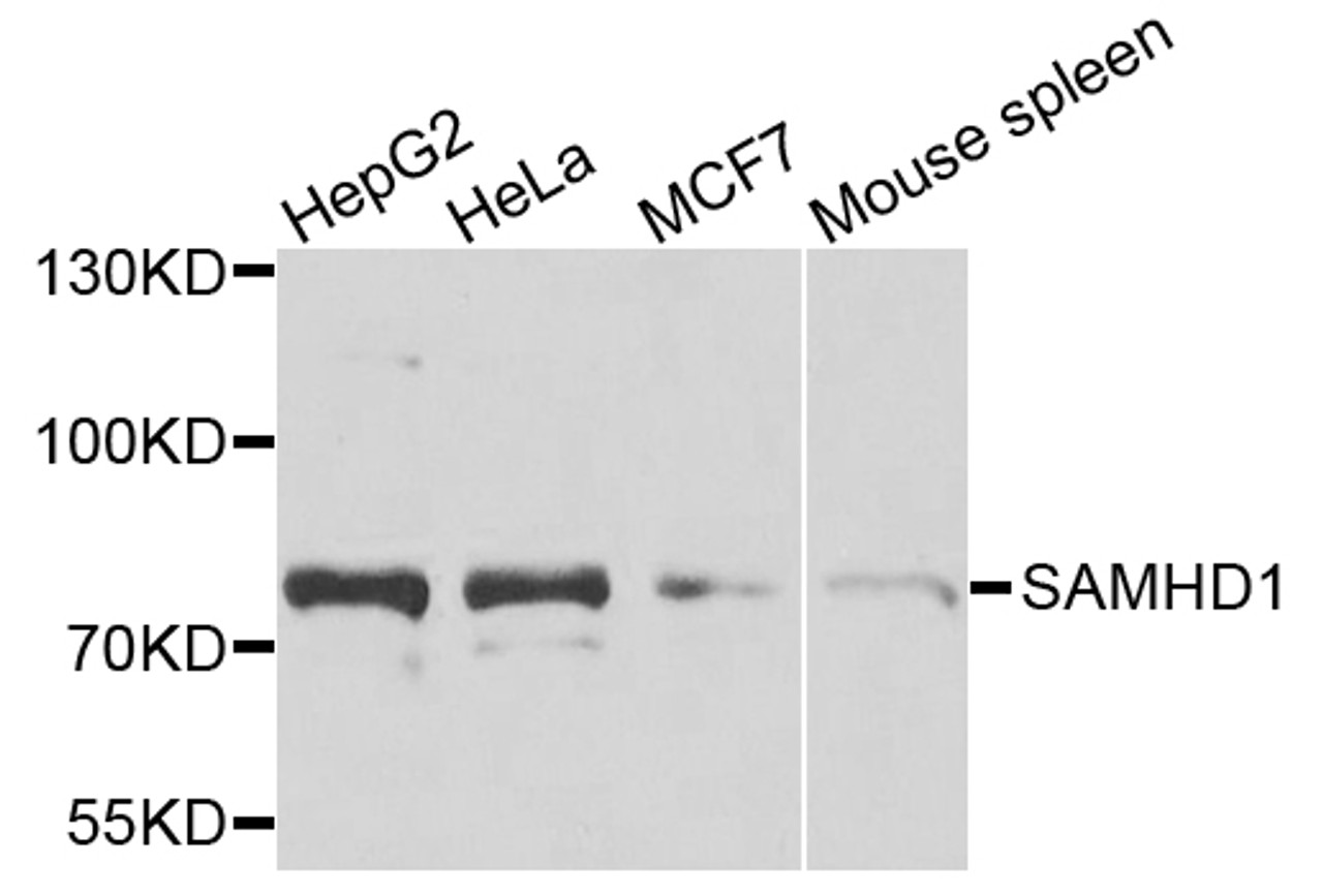 Western blot analysis of extracts of various cell lines, using SAMHD1 antibody (23-189) at 1:1000 dilution.<br/>Secondary antibody: HRP Goat Anti-Rabbit IgG (H+L) at 1:10000 dilution.<br/>Lysates/proteins: 25ug per lane.<br/>Blocking buffer: 3% nonfat dry milk in TBST.<br/>Detection: ECL Basic Kit.<br/>Exposure time: 90s.