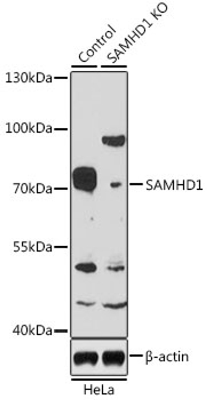 Western blot analysis of extracts from normal (control) and SAMHD1 knockout (KO) HeLa cells, using SAMHD1 antibody (23-189) at 1:1000 dilution.<br/>Secondary antibody: HRP Goat Anti-Rabbit IgG (H+L) at 1:10000 dilution.<br/>Lysates/proteins: 25ug per lane.<br/>Blocking buffer: 3% nonfat dry milk in TBST.<br/>Detection: ECL Basic Kit.<br/>Exposure time: 3min.