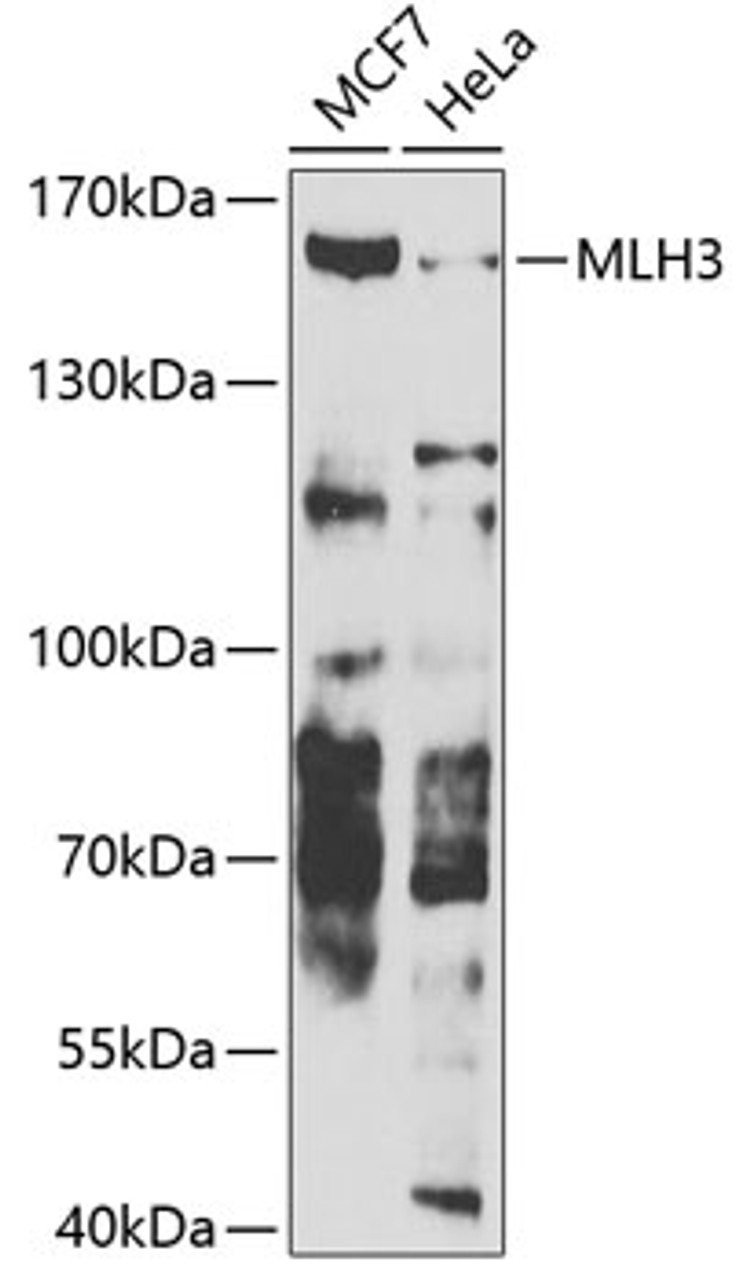 Western blot analysis of extracts of various cell lines, using MLH3 antibody (23-190) at 1:1000 dilution.<br/>Secondary antibody: HRP Goat Anti-Rabbit IgG (H+L) at 1:10000 dilution.<br/>Lysates/proteins: 25ug per lane.<br/>Blocking buffer: 3% nonfat dry milk in TBST.<br/>Detection: ECL Basic Kit.<br/>Exposure time: 90s.