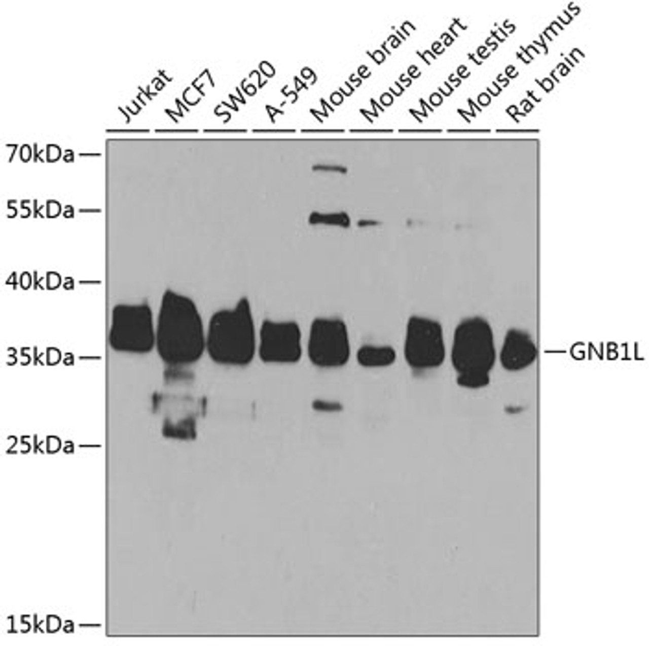 Western blot analysis of extracts of various cell lines, using GNB1L antibody (23-199) at 1:1000 dilution.<br/>Secondary antibody: HRP Goat Anti-Rabbit IgG (H+L) at 1:10000 dilution.<br/>Lysates/proteins: 25ug per lane.<br/>Blocking buffer: 3% nonfat dry milk in TBST.<br/>Detection: ECL Basic Kit.<br/>Exposure time: 90s.