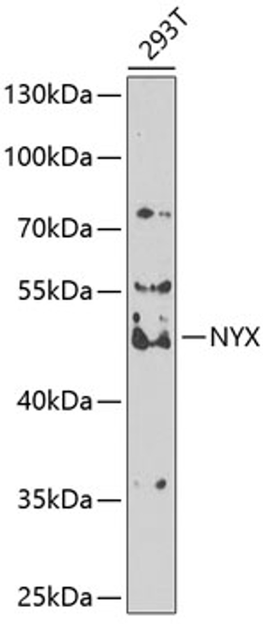 Western blot analysis of extracts of 293T cells, using NYX antibody (23-212) at 1:1000 dilution.<br/>Secondary antibody: HRP Goat Anti-Rabbit IgG (H+L) at 1:10000 dilution.<br/>Lysates/proteins: 25ug per lane.<br/>Blocking buffer: 3% nonfat dry milk in TBST.<br/>Detection: ECL Enhanced Kit.<br/>Exposure time: 90s.