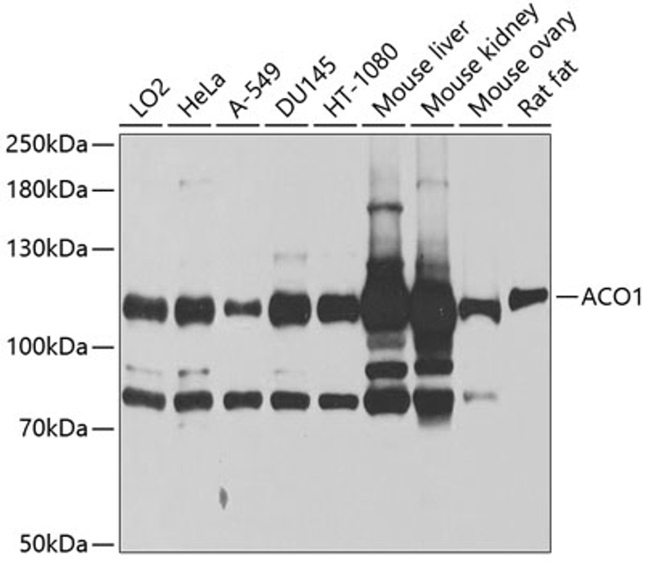 Western blot analysis of extracts of various cell lines, using ACO1 antibody (23-238) at 1:1000 dilution.<br/>Secondary antibody: HRP Goat Anti-Rabbit IgG (H+L) at 1:10000 dilution.<br/>Lysates/proteins: 25ug per lane.<br/>Blocking buffer: 3% nonfat dry milk in TBST.<br/>Detection: ECL Basic Kit.<br/>Exposure time: 5s.