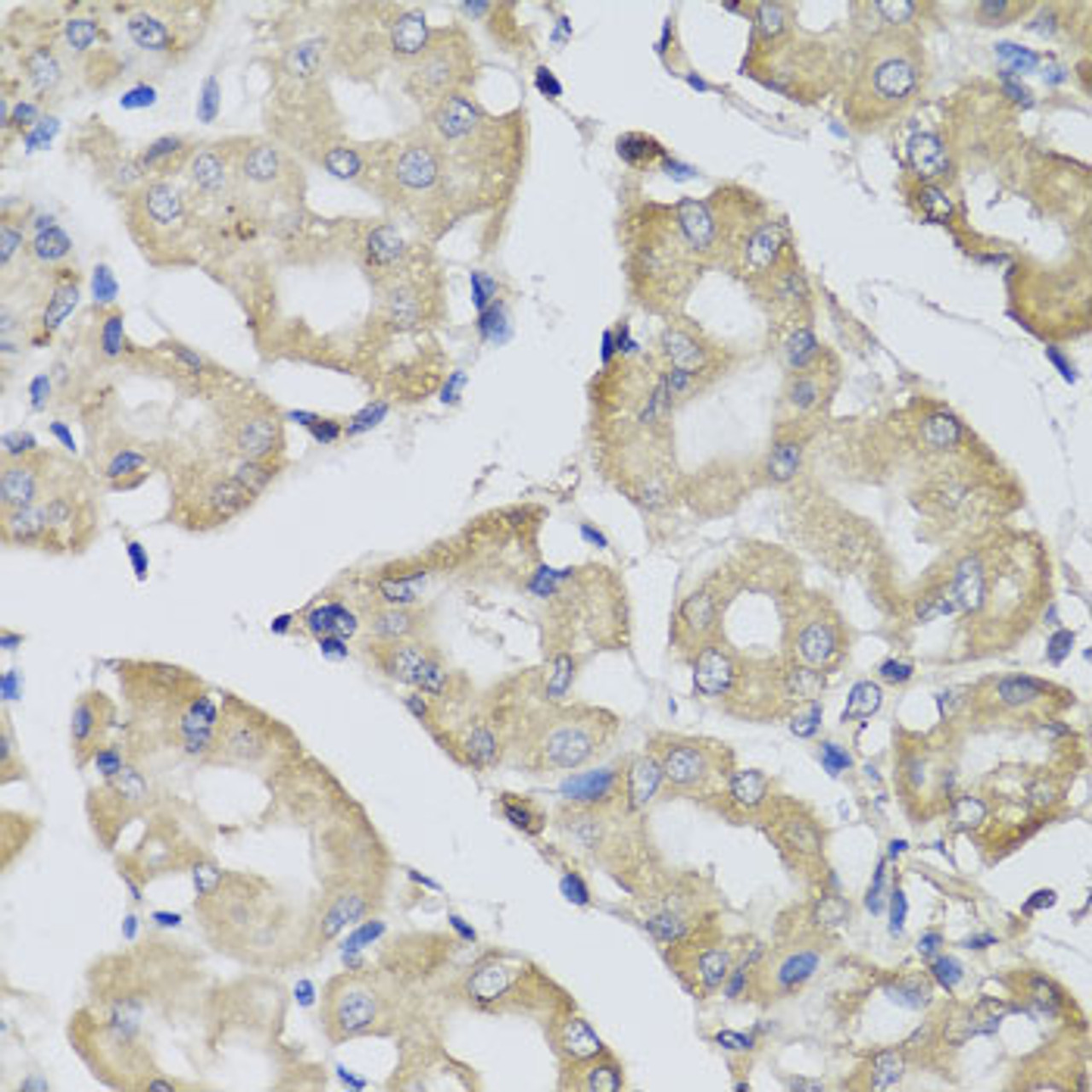 Immunohistochemistry of paraffin-embedded human stomach using BPGM antibody (23-250) at dilution of 1:100 (40x lens) .