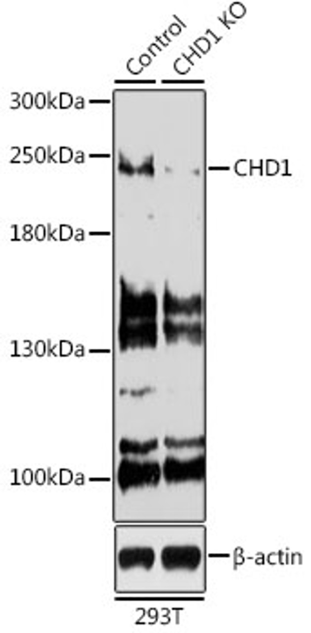 Western blot analysis of extracts from normal (control) and CHD1 knockout (KO) 293T cells, using CHD1 antibody (23-252) at 1:500 dilution.<br/>Secondary antibody: HRP Goat Anti-Rabbit IgG (H+L) at 1:10000 dilution.<br/>Lysates/proteins: 25ug per lane.<br/>Blocking buffer: 3% nonfat dry milk in TBST.<br/>Detection: ECL Basic Kit.<br/>Exposure time: 90s.