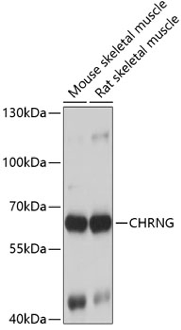 Western blot analysis of extracts of various cell lines, using CHRNG antibody (23-253) at 1:1000 dilution.<br/>Secondary antibody: HRP Goat Anti-Rabbit IgG (H+L) at 1:10001 dilution.<br/>Lysates/proteins: 26ug per lane.<br/>Blocking buffer: 4% nonfat dry milk in TBST.<br/>Detection: ECL Basic Kit.<br/>Exposure time: 3s.