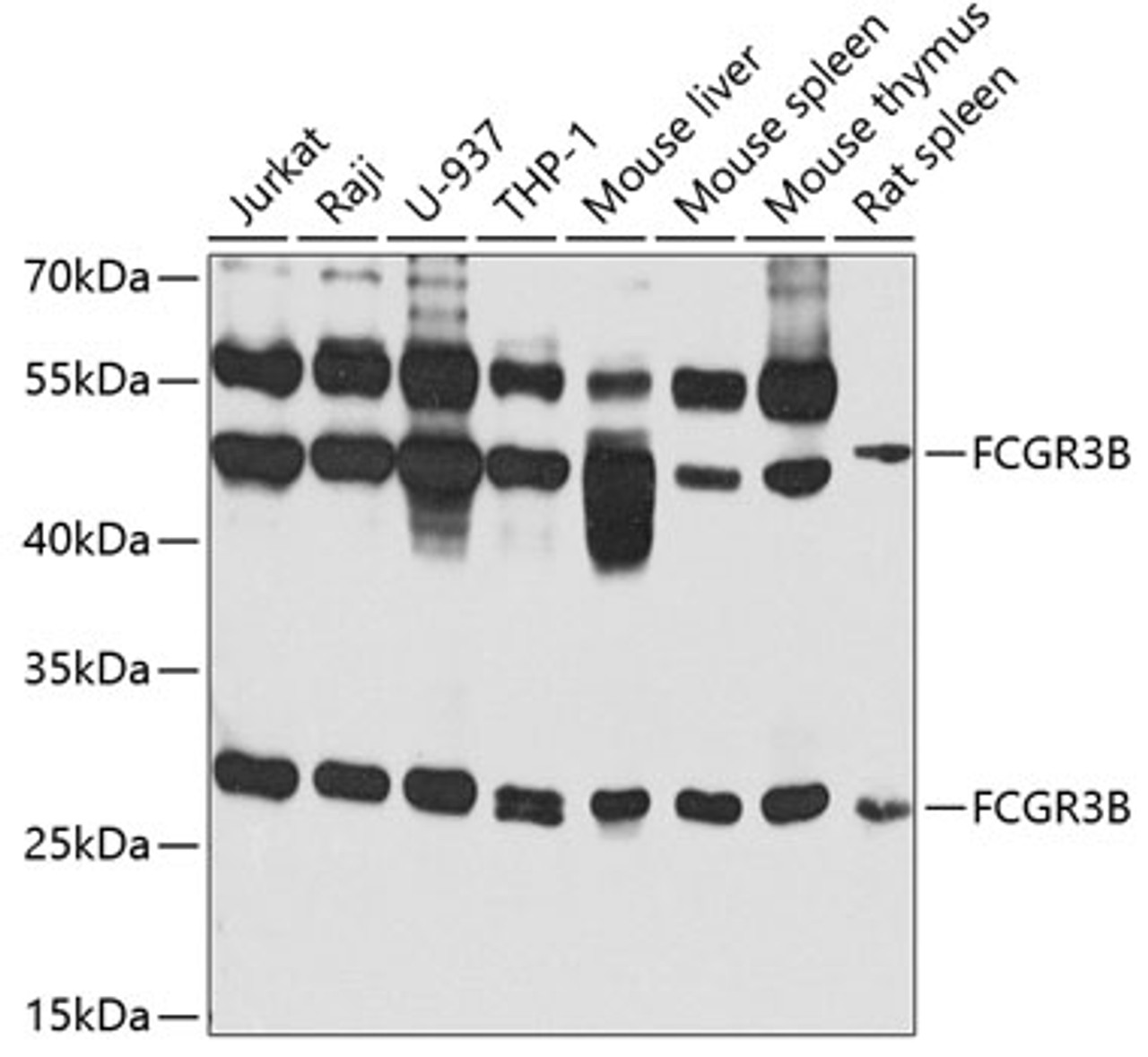 Western blot analysis of extracts of various cell lines, using FCGR3B antibody (23-261) at 1:1000 dilution._Secondary antibody: HRP Goat Anti-Rabbit IgG (H+L) at 1:10000 dilution._Lysates/proteins: 25ug per lane._Blocking buffer: 3% nonfat dry milk in TBST._Detection: ECL Enhanced Kit._Exposure time: 60s.