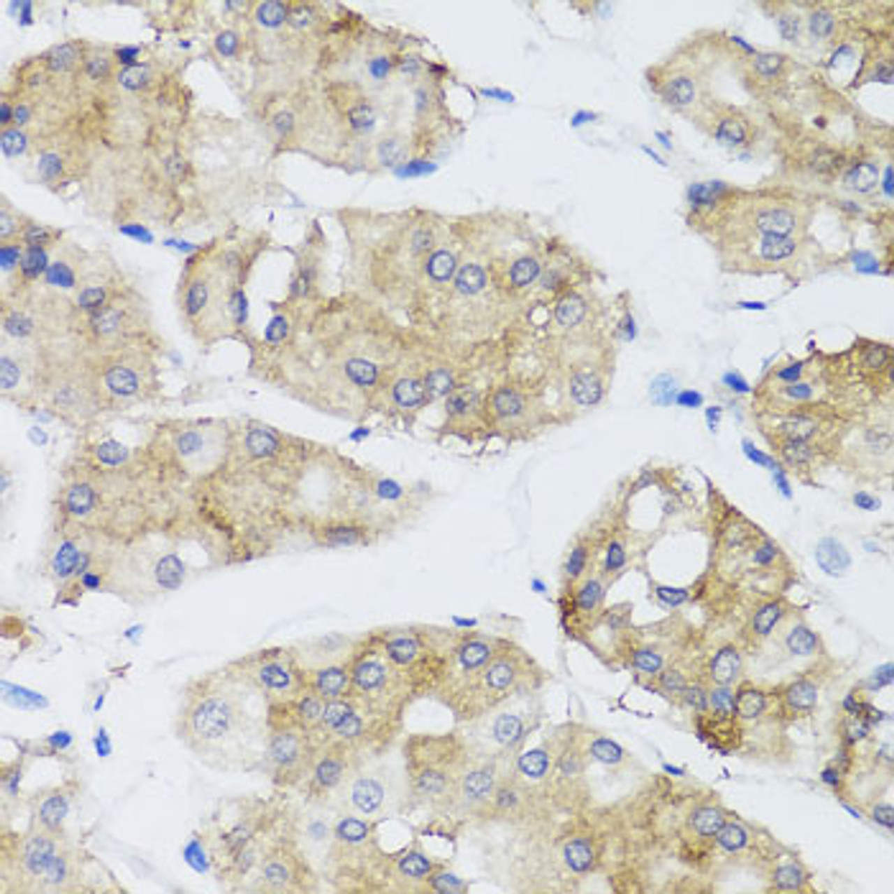 Immunohistochemistry of paraffin-embedded human stomach using FGF13 antibody (23-262) at dilution of 1:100 (40x lens) .