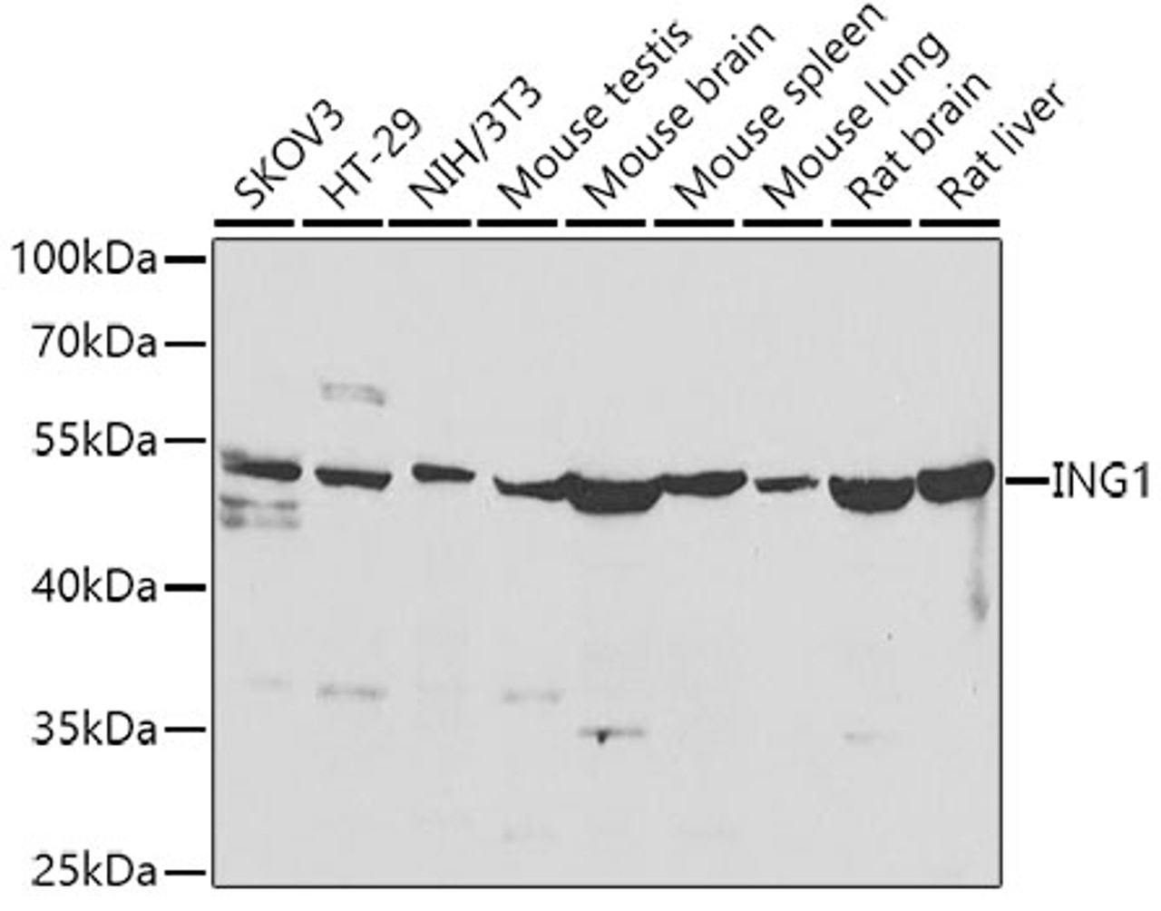 Western blot analysis of extracts of various cell lines, using ING1 antibody (23-268) at 1:500 dilution.<br/>Secondary antibody: HRP Goat Anti-Rabbit IgG (H+L) at 1:10000 dilution.<br/>Lysates/proteins: 25ug per lane.<br/>Blocking buffer: 3% nonfat dry milk in TBST.<br/>Detection: ECL Enhanced Kit.<br/>Exposure time: 90s.