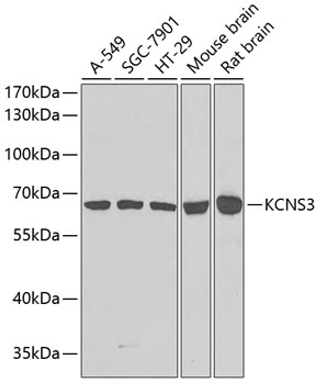 Western blot analysis of extracts of various cell lines, using KCNS3 antibody (23-270) at 1:1000 dilution.<br/>Secondary antibody: HRP Goat Anti-Rabbit IgG (H+L) at 1:10000 dilution.<br/>Lysates/proteins: 25ug per lane.<br/>Blocking buffer: 3% nonfat dry milk in TBST.<br/>Detection: ECL Basic Kit.<br/>Exposure time: 90s.