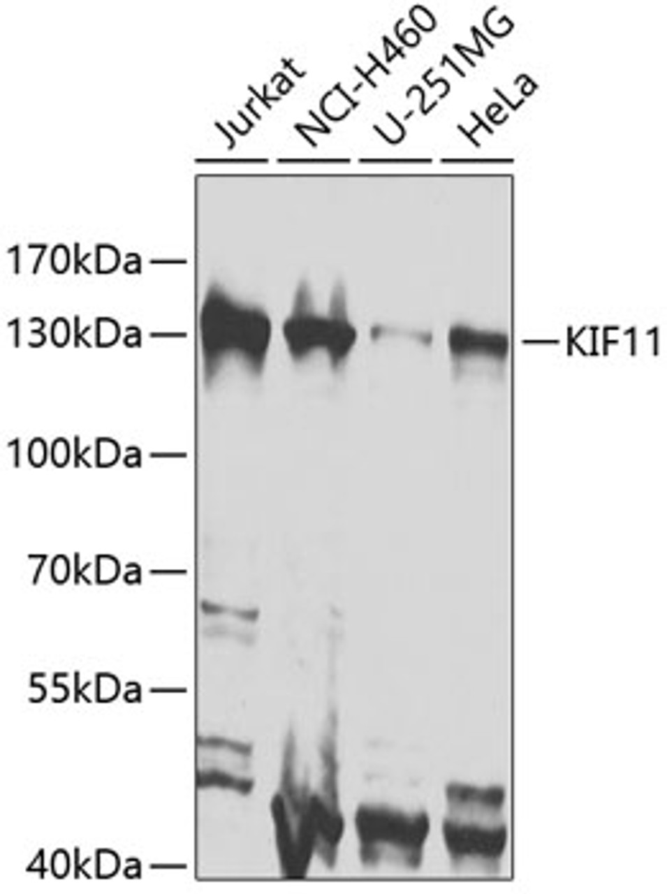 Western blot analysis of extracts of various cell lines, using KIF11 antibody (23-271) at 1:1000 dilution.<br/>Secondary antibody: HRP Goat Anti-Rabbit IgG (H+L) at 1:10000 dilution.<br/>Lysates/proteins: 25ug per lane.<br/>Blocking buffer: 3% nonfat dry milk in TBST.<br/>Detection: ECL Basic Kit.<br/>Exposure time: 30s.