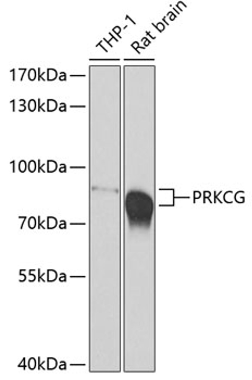 Western blot analysis of extracts of various cell lines, using PRKCG antibody (23-281) at 1:500 dilution._Secondary antibody: HRP Goat Anti-Rabbit IgG (H+L) at 1:10000 dilution._Lysates/proteins: 25ug per lane._Blocking buffer: 3% nonfat dry milk in TBST._Detection: ECL Basic Kit._Exposure time: 90s.