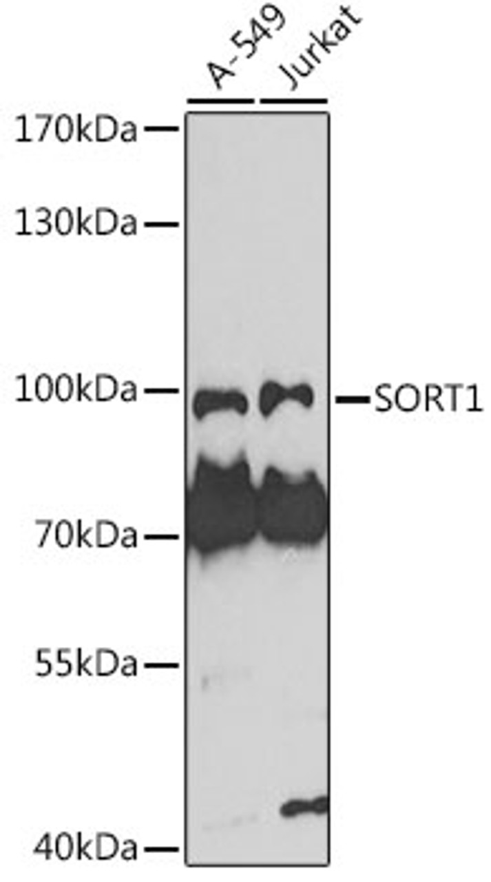 Western blot analysis of extracts of various cell lines, using SORT1 antibody (23-283) at 1:1000 dilution.<br/>Secondary antibody: HRP Goat Anti-Rabbit IgG (H+L) at 1:10000 dilution.<br/>Lysates/proteins: 25ug per lane.<br/>Blocking buffer: 3% nonfat dry milk in TBST.<br/>Detection: ECL Basic Kit.<br/>Exposure time: 90s.