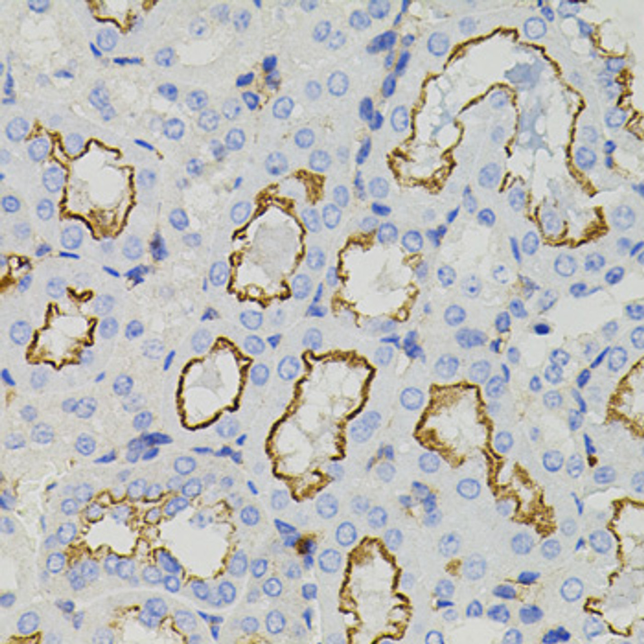 Immunohistochemistry of paraffin-embedded mouse kidney using STX1A antibody (23-287) (40x lens) .